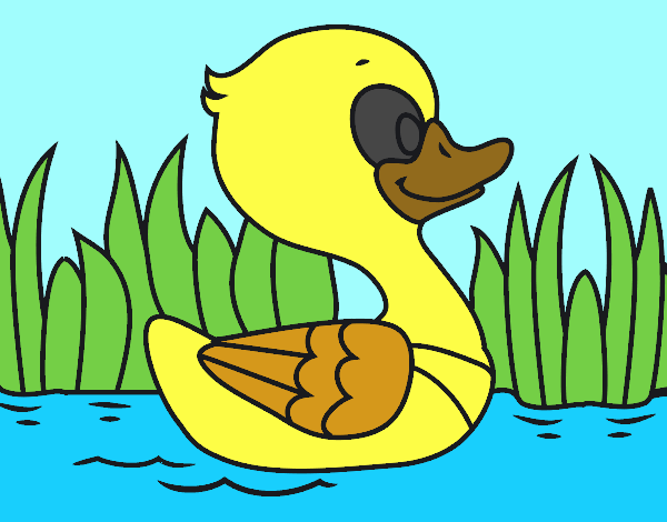 Patito de río