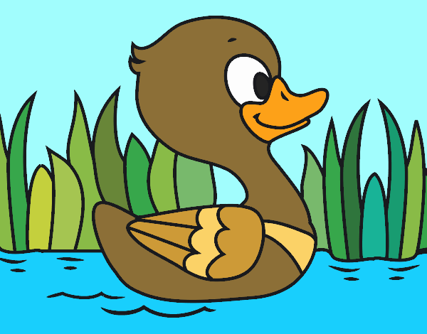 Patito de río