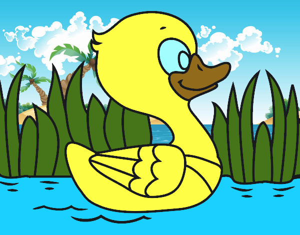 Patito de río