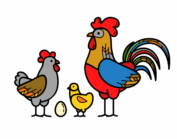 familia gallina negrito