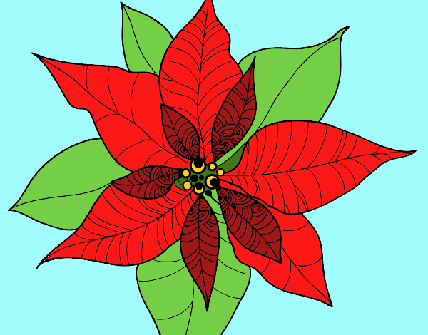 Flor de poinsetia