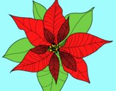 Flor de poinsetia