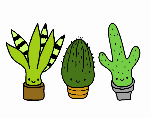 Cactus!