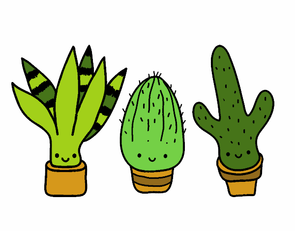 Mini cactus