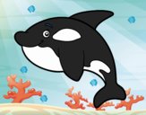 Orca joven