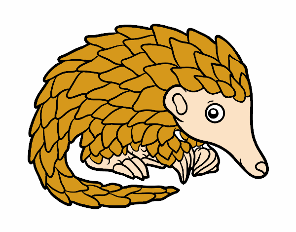 Pangolin