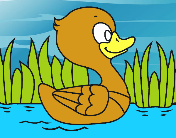 Patito de río