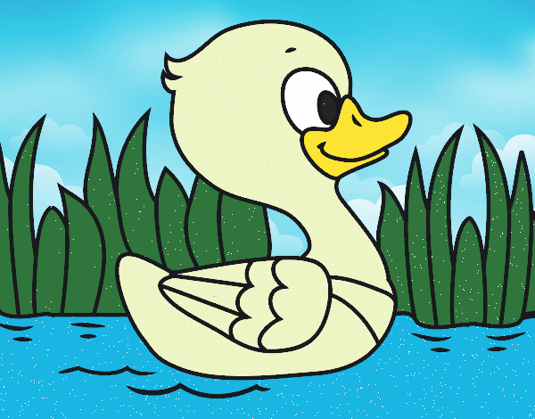 Patito de río