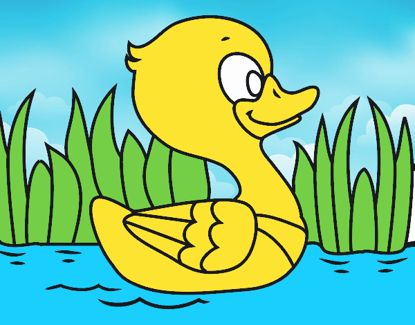 Patito de río