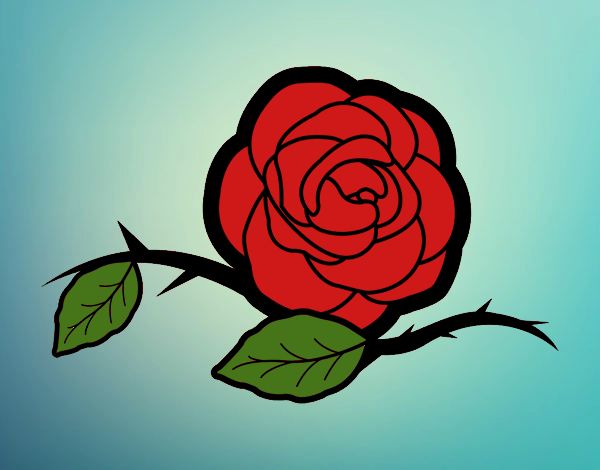 Una rosa hermosa🌹💕