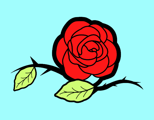 La rosa 