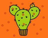 Cactus nopal