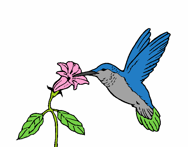 Colibrí y una flor