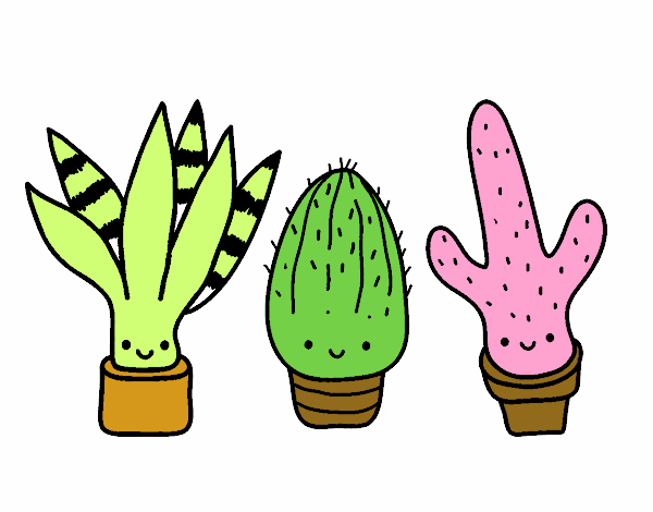 Mini cactus