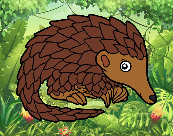 Pangolin