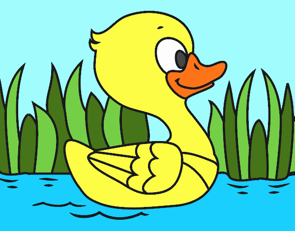 Patito de río