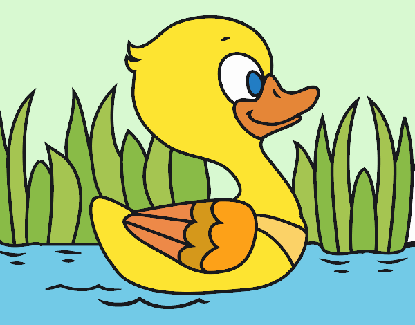 Patito de río