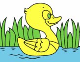 Patito de río