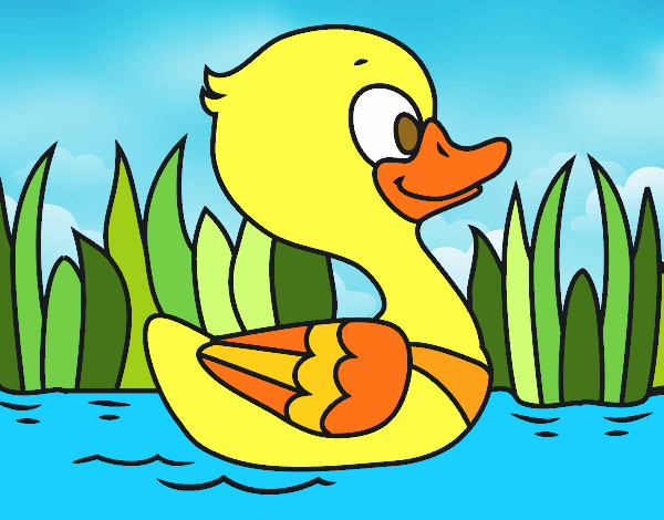 Patito de río