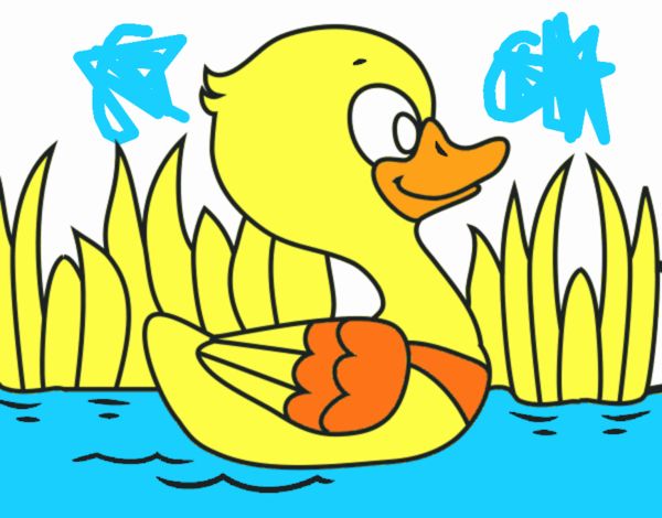 Patito de río