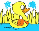 Patito de río