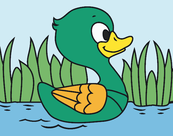 Patito de río