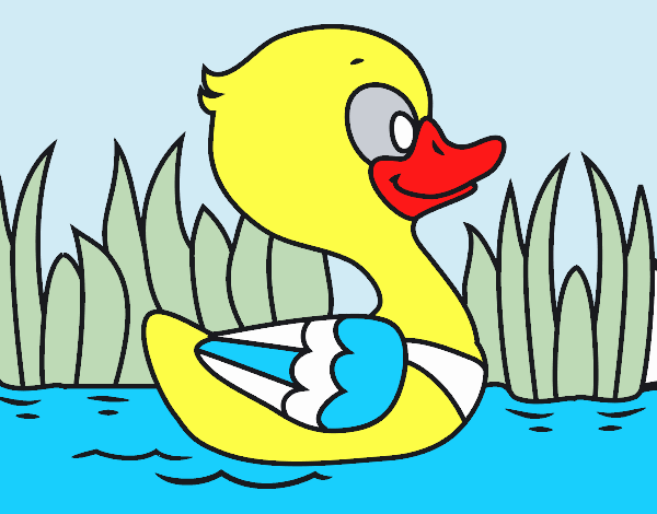 Patito de río