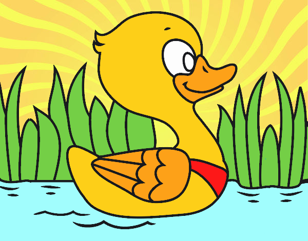 Patito de río