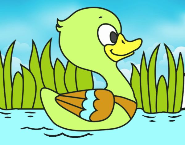 Patito de río