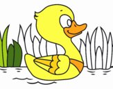 Patito de río