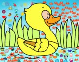 Patito de río