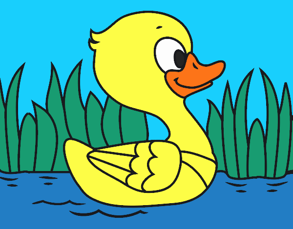 Patito de río