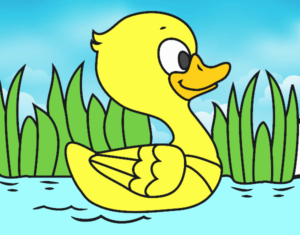 Patito de río