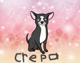 Perro chihuahua