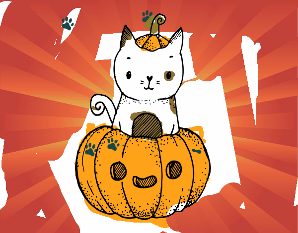 hallowen cat hermoso precioso