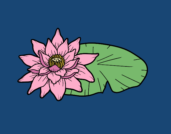 Una flor de loto