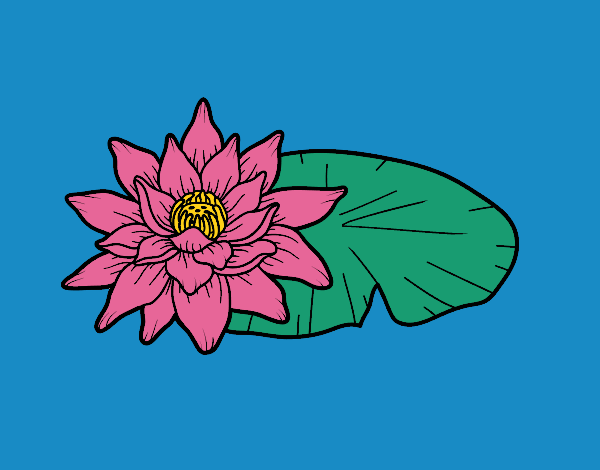 Una flor de loto