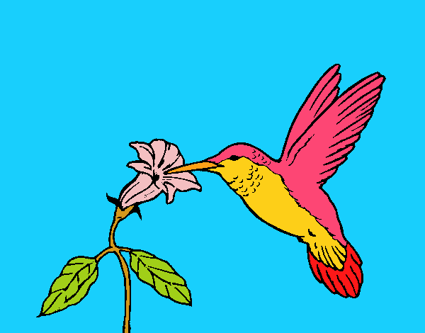 Colibrí y una flor