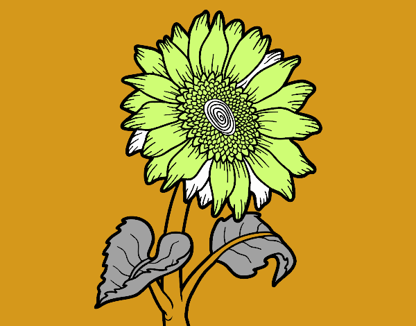 Flor de girasol