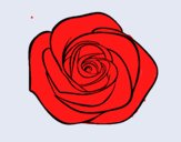 Flor de rosa