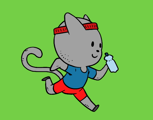 Gato runner