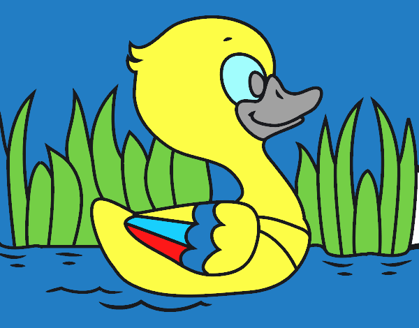 Patito de río