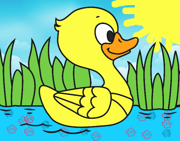 Patito de río