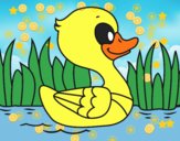 Patito de río