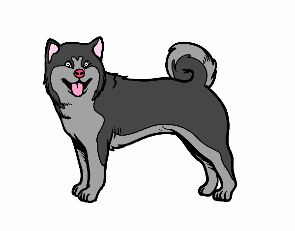 Perro Akita Inu