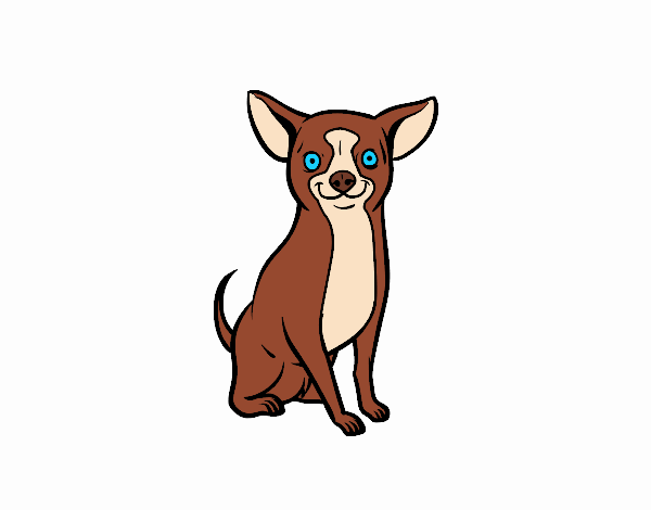 Perro chihuahua