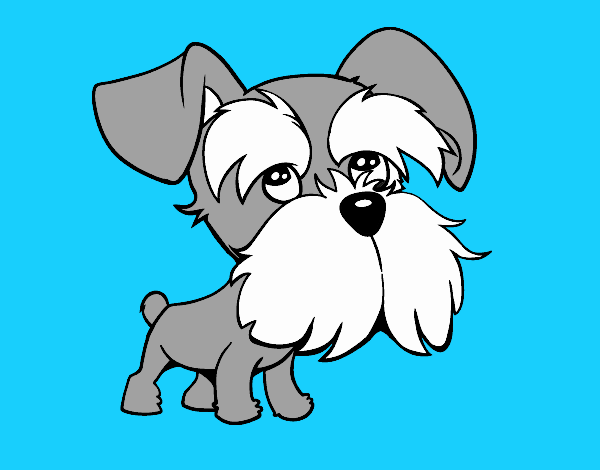 Schnauzer