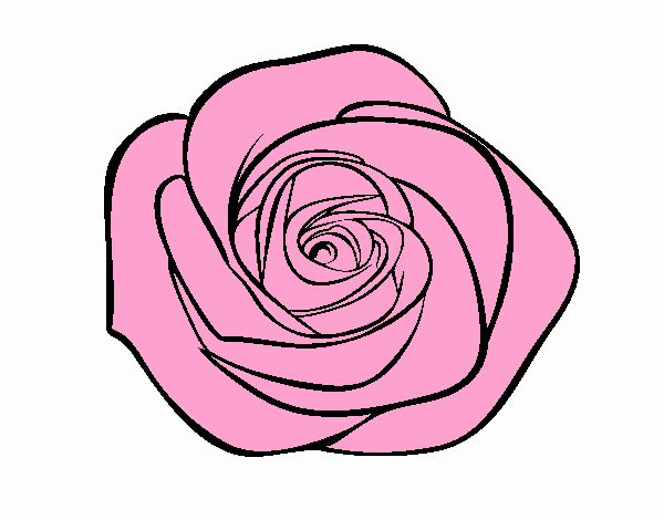 Flor de rosa