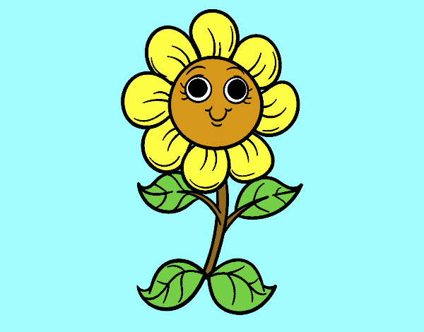 girasol