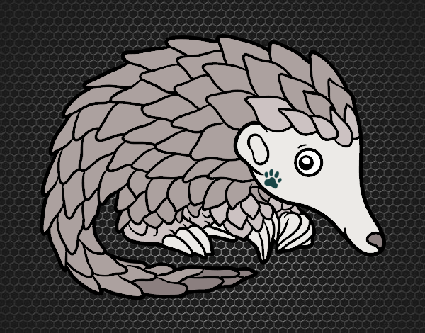 Pangolin